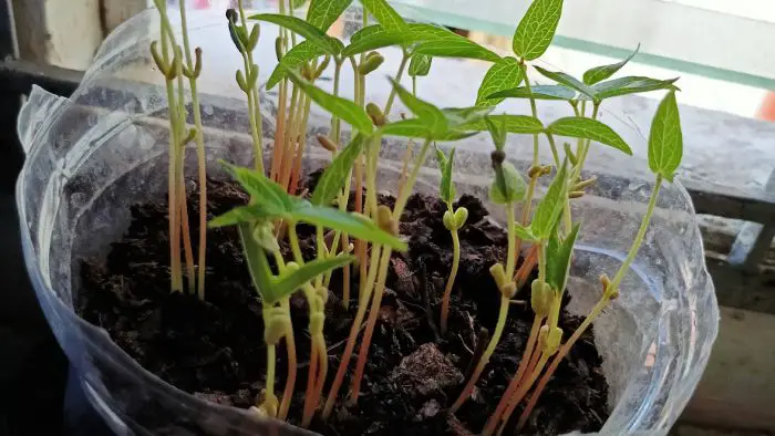  organic potting soil for indoor plants