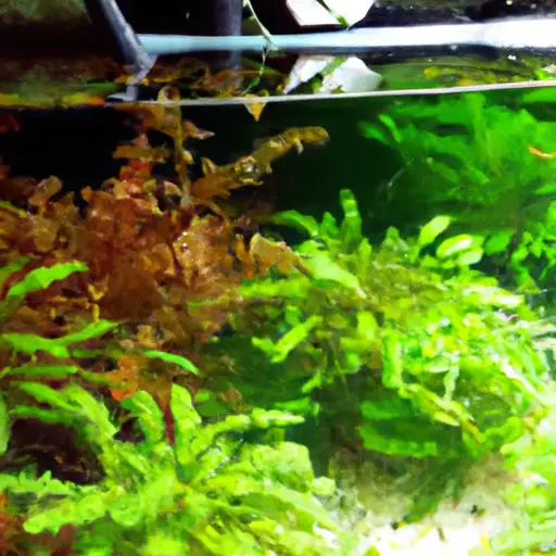 Revitalize Your Turtle Tank: Master the Art of Live Plant Care ...