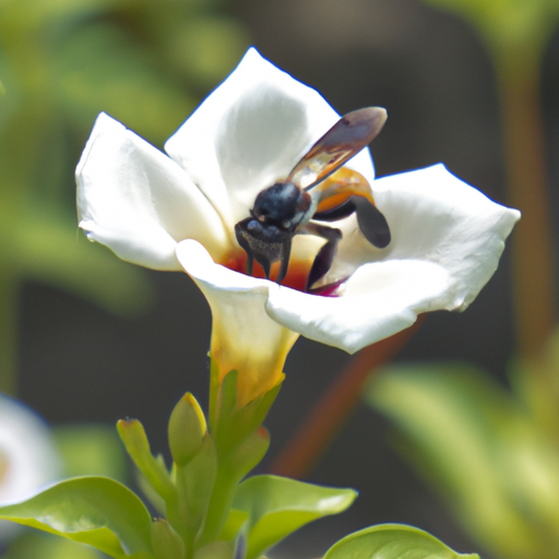 Solitary Bees